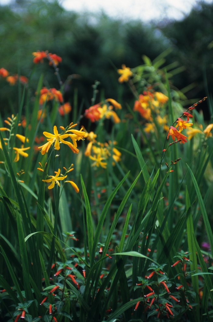 'Emily Mckenzie' Monbretia - Crocosmia from WNLKG Wildwood Nursery LKG