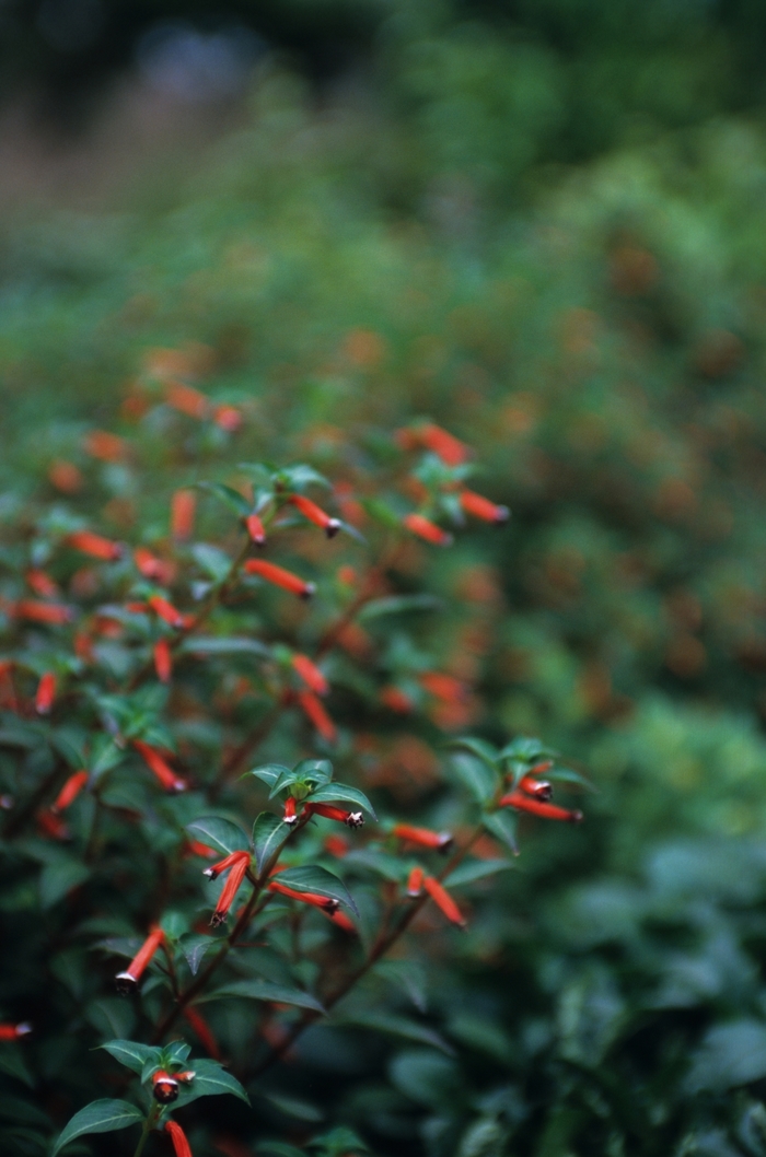 Firecracker Plant - Cuphea from WNLKG Wildwood Nursery LKG