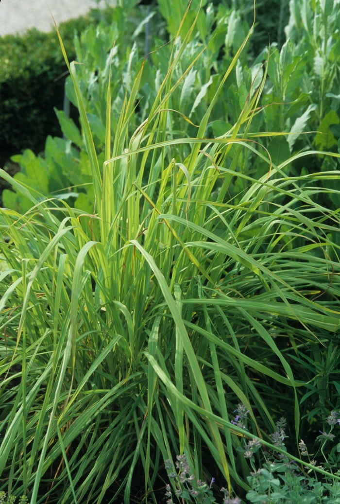 Lemon Grass - from WNLKG Wildwood Nursery LKG