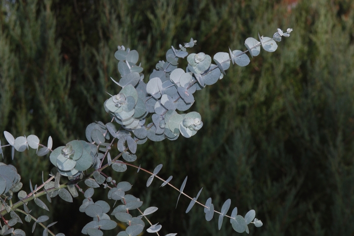 Eucalyptus - 'Silver Dollar' from WNLKG Wildwood Nursery LKG