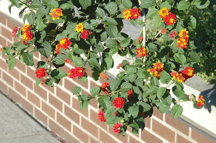 Lantana - 'Miss Huff' from WNLKG Wildwood Nursery LKG
