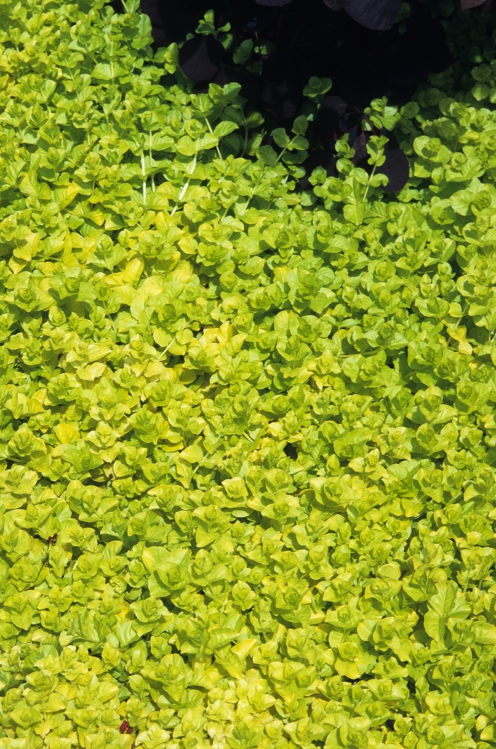 Creeping Jenny - Lysimachia from WNLKG Wildwood Nursery LKG