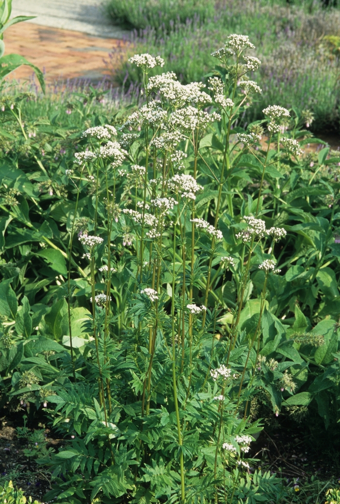 Sage - Multiple Varieties from WNLKG Wildwood Nursery LKG