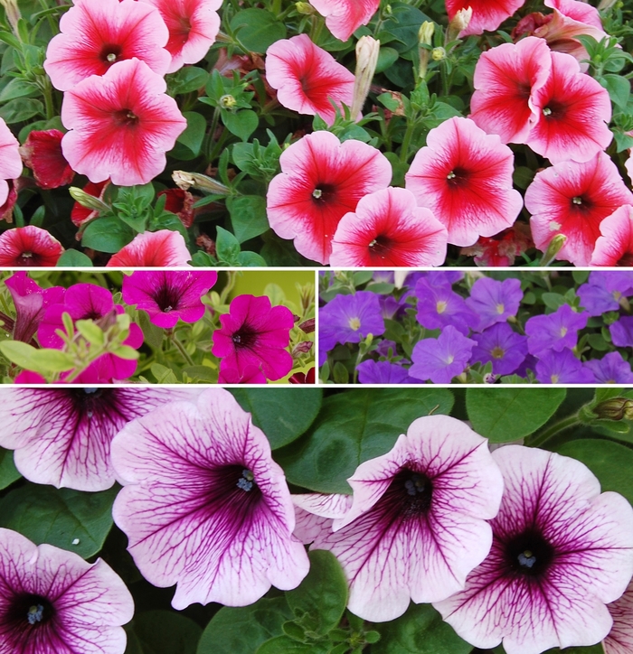 Petunia Trailing - Asst. Colors Hanging Basket from WNLKG Wildwood Nursery LKG