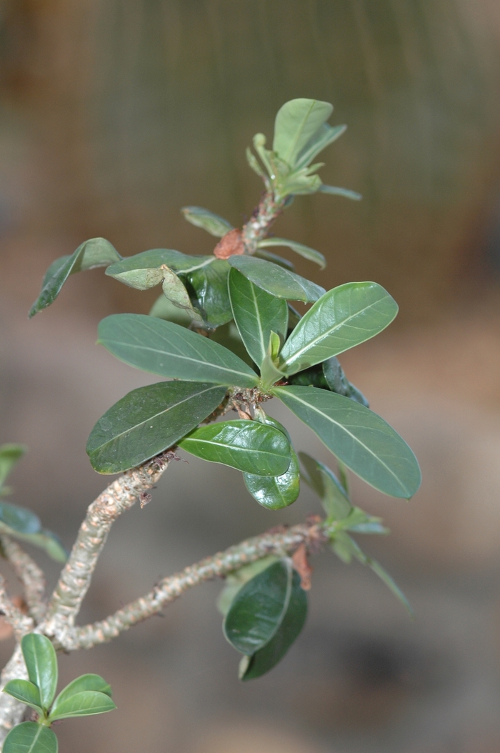 Desert Rose - Adenium obesum from WNLKG Wildwood Nursery LKG