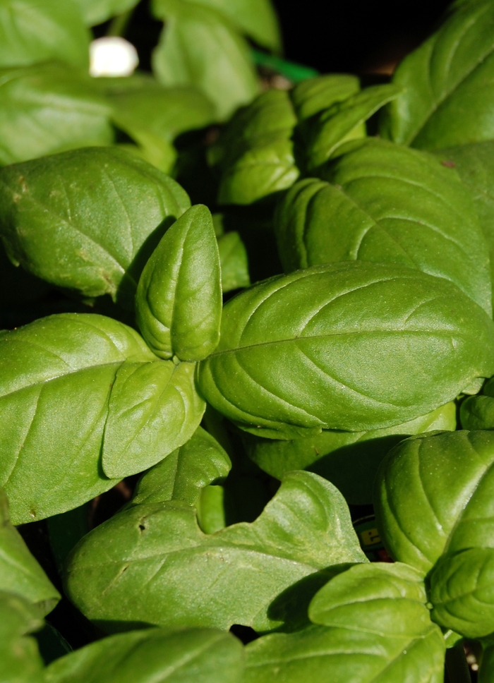 Sweet Basil - from WNLKG Wildwood Nursery LKG