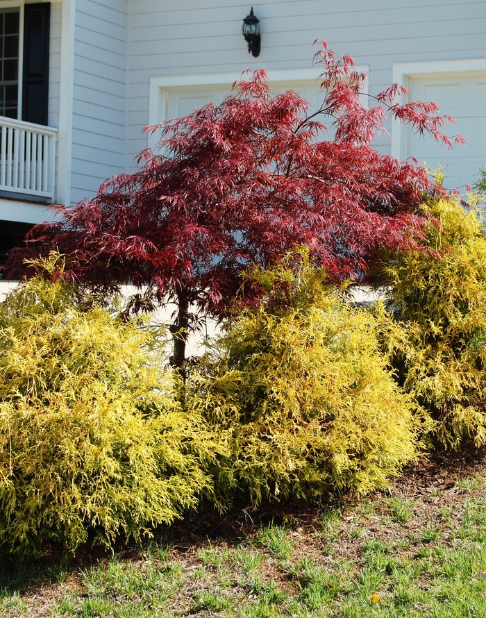 'Golden Mop' Japanese Falsecypress - Chamaecyparis pisifera from WNLKG Wildwood Nursery LKG