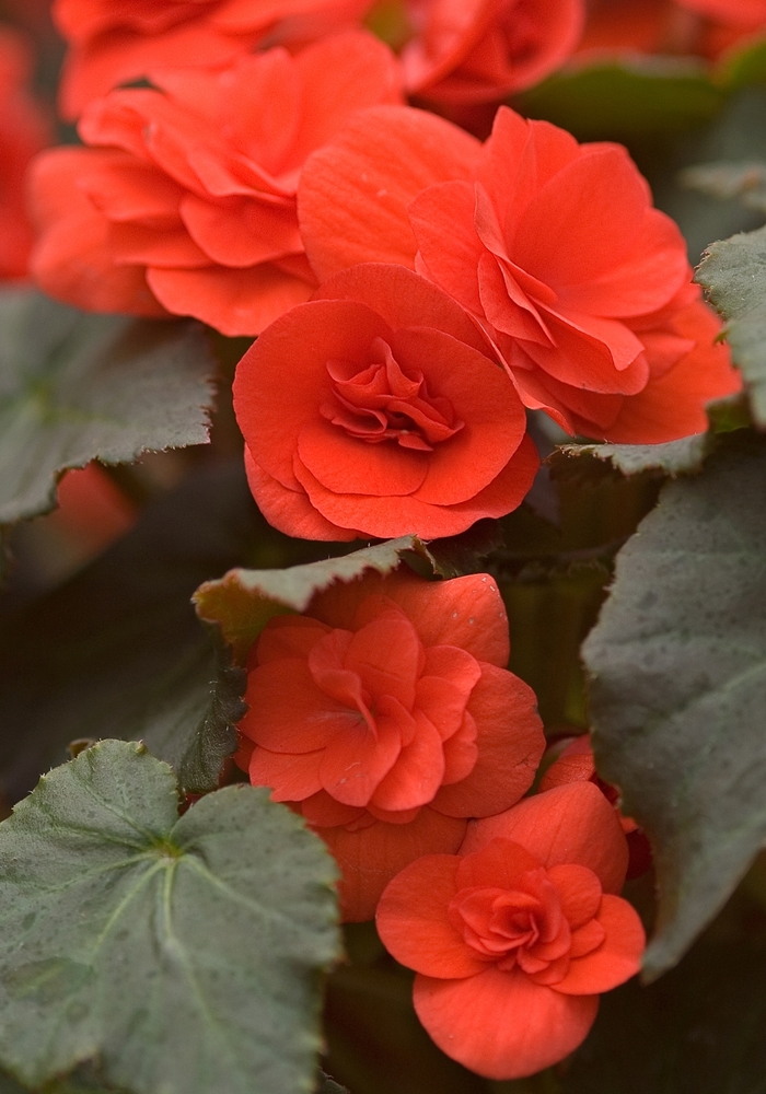 Begonia Solenia® - Assorted Colors from WNLKG Wildwood Nursery LKG