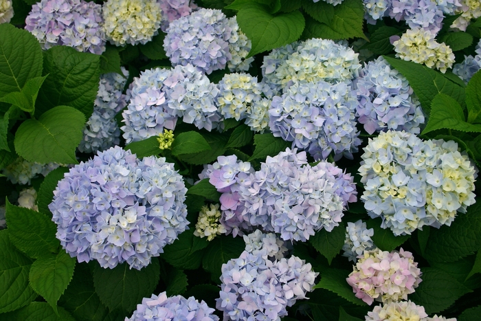 Hydrangea Endless Summer Series - 'Endless Summer' from WNLKG Wildwood Nursery LKG