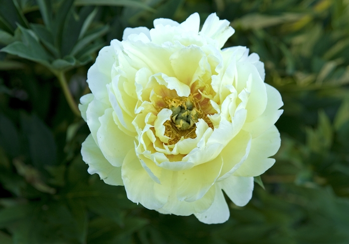 Peony 'Itoh' Variety - Multiple Colors from WNLKG Wildwood Nursery LKG