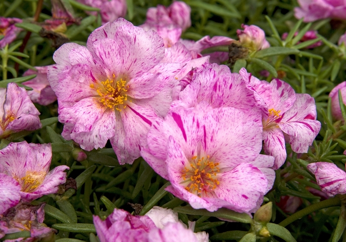 Portulaca - 'Samba' Peppermint from WNLKG Wildwood Nursery LKG