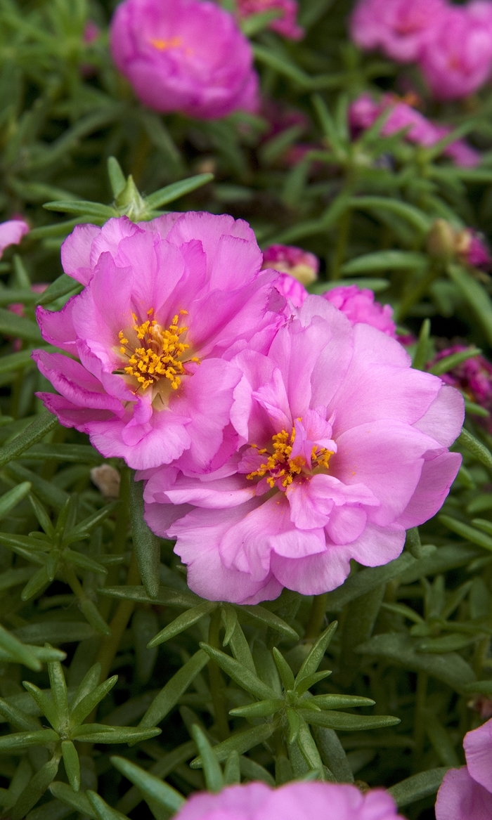 Portulaca - 'Samba' Pink from WNLKG Wildwood Nursery LKG