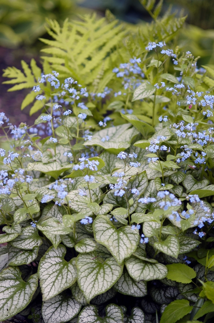 'Jack Frost' Brunnera - Brunnera macrophylla from WNLKG Wildwood Nursery LKG