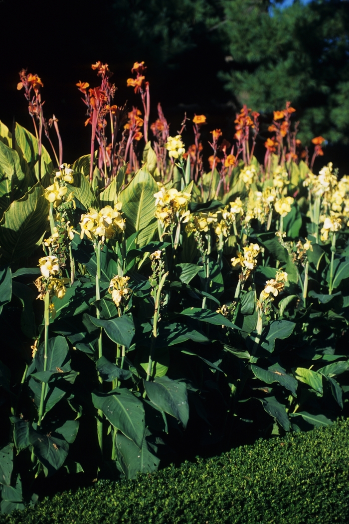 Canna Lily - Multiple Colors from WNLKG Wildwood Nursery LKG