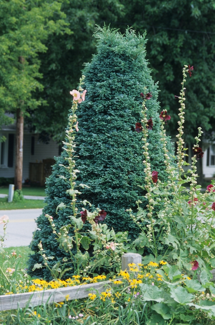 'Boulevard' Japanese Falsecypress - Chamaecyparis pisifera from WNLKG Wildwood Nursery LKG