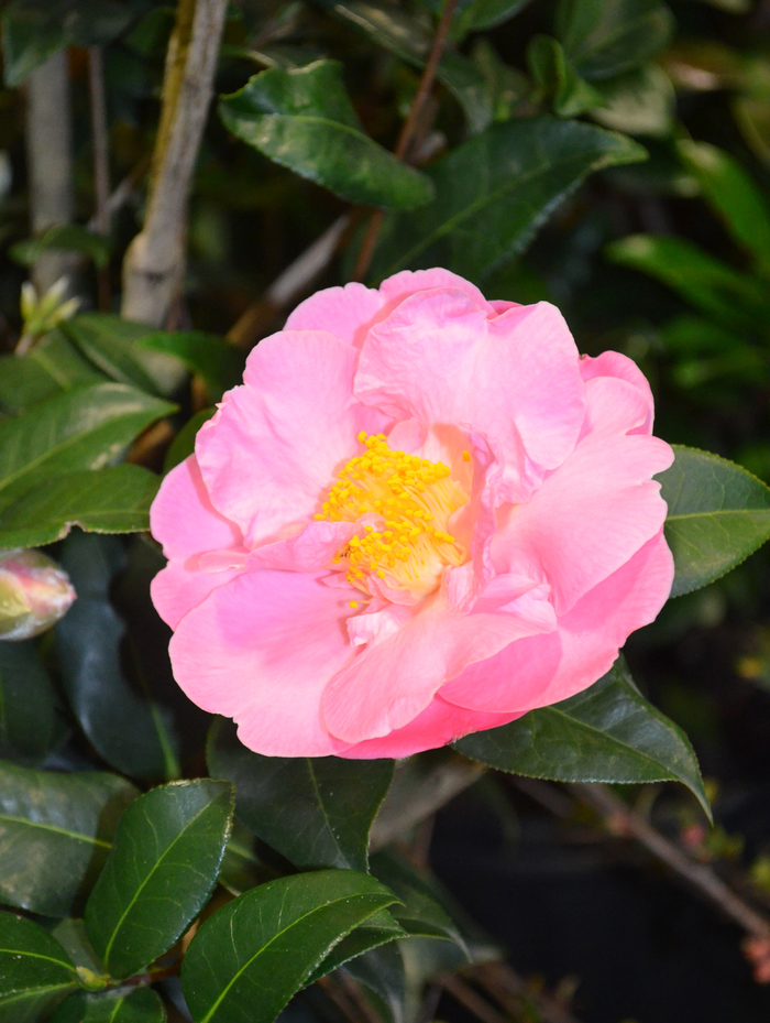 Camellia japonica - 'Pink Icicle from WNLKG Wildwood Nursery LKG