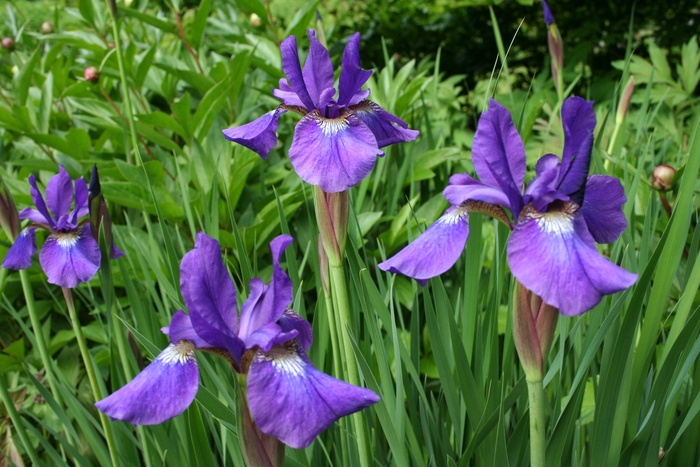 Siberian Iris - Iris sibirica from WNLKG Wildwood Nursery LKG