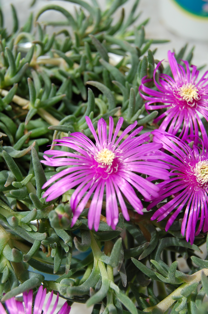Ice Plant - Delosperma cooperi from WNLKG Wildwood Nursery LKG