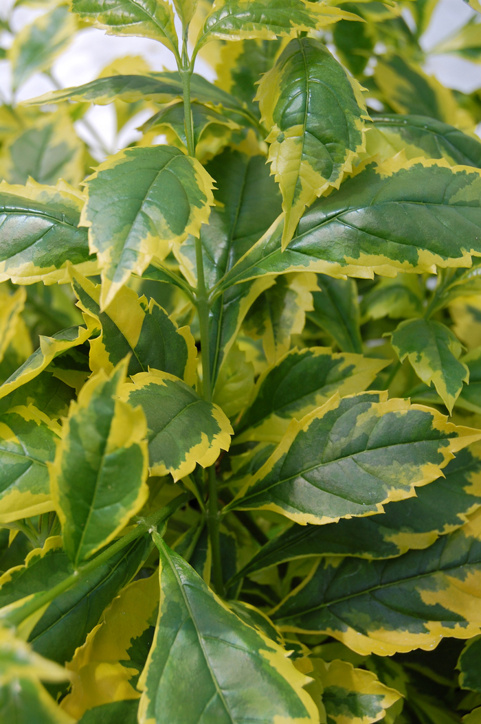 Duranta - 'Gold Edge' from WNLKG Wildwood Nursery LKG