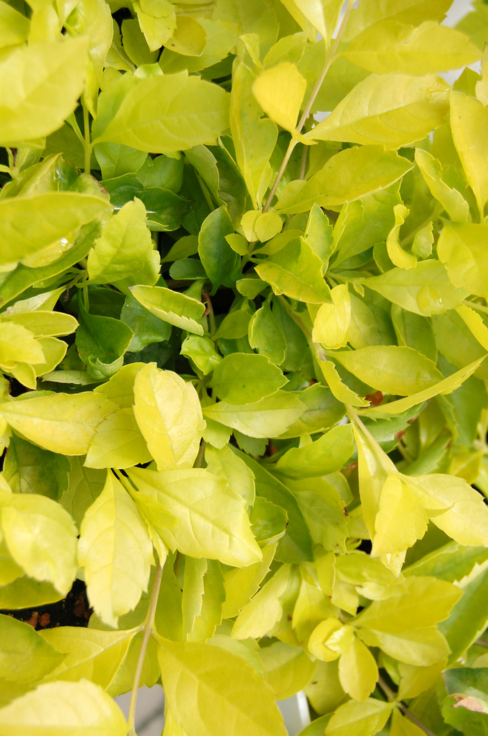 Duranta - 'Gold' from WNLKG Wildwood Nursery LKG