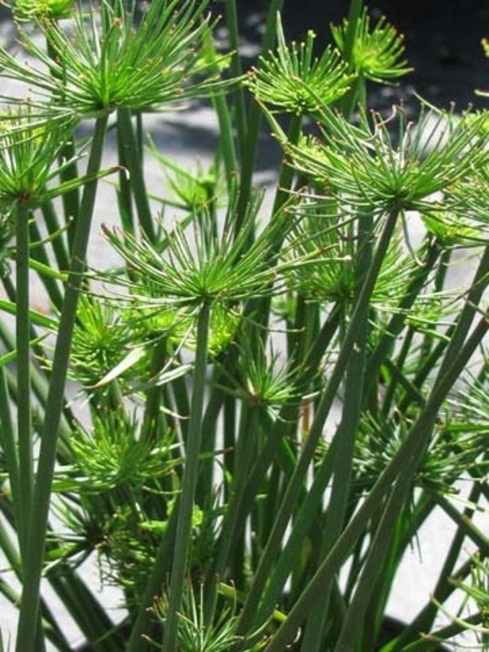 Dwarf Papyrus - Cyperus haspans from WNLKG Wildwood Nursery LKG