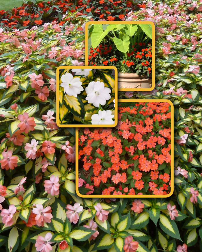 SunPatiens&reg; Mix - Impatiens from WNLKG Wildwood Nursery LKG