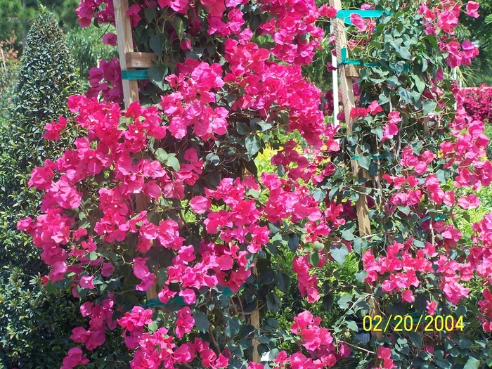 Bougainvillea - Asst. Colors Hanging Basket from WNLKG Wildwood Nursery LKG
