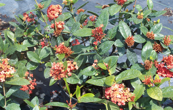 Ixora - Multiple Colors from WNLKG Wildwood Nursery LKG
