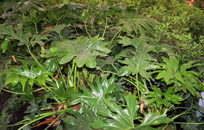 Philodendron - Philodendron selloum from WNLKG Wildwood Nursery LKG