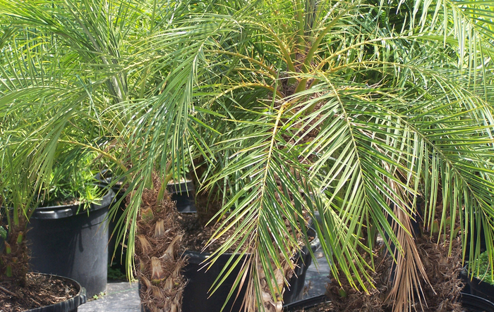 Pygmy Date Palm - Phoenix roebelenii from WNLKG Wildwood Nursery LKG