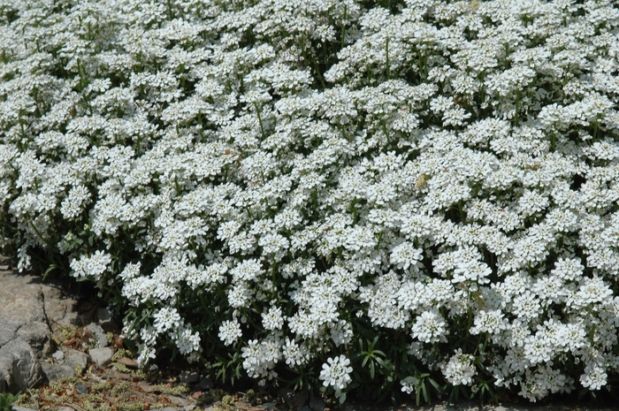 Candytuft - Iberis sempervirens from WNLKG Wildwood Nursery LKG