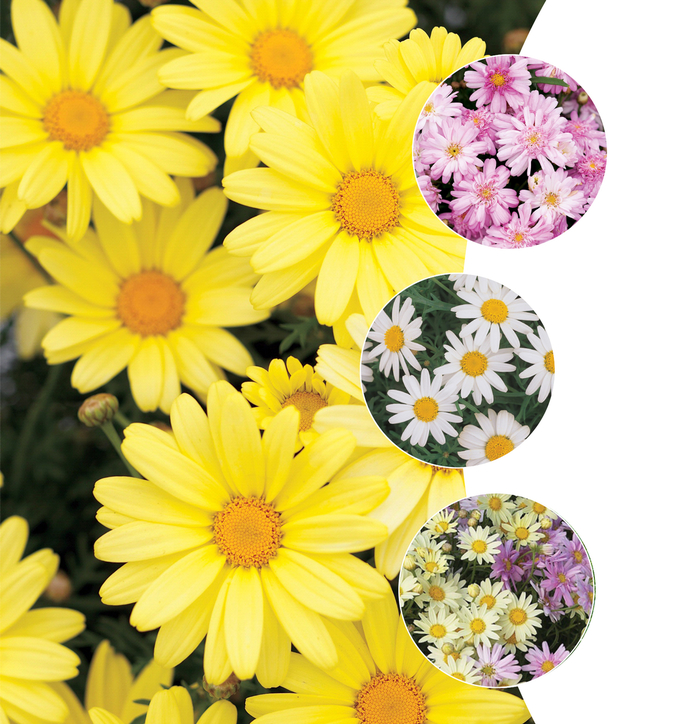 Marguerite Daisy, Assorted - Argyranthemum from WNLKG Wildwood Nursery LKG