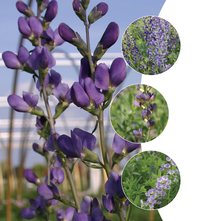 False Indigo, Assorted - Baptisia from WNLKG Wildwood Nursery LKG