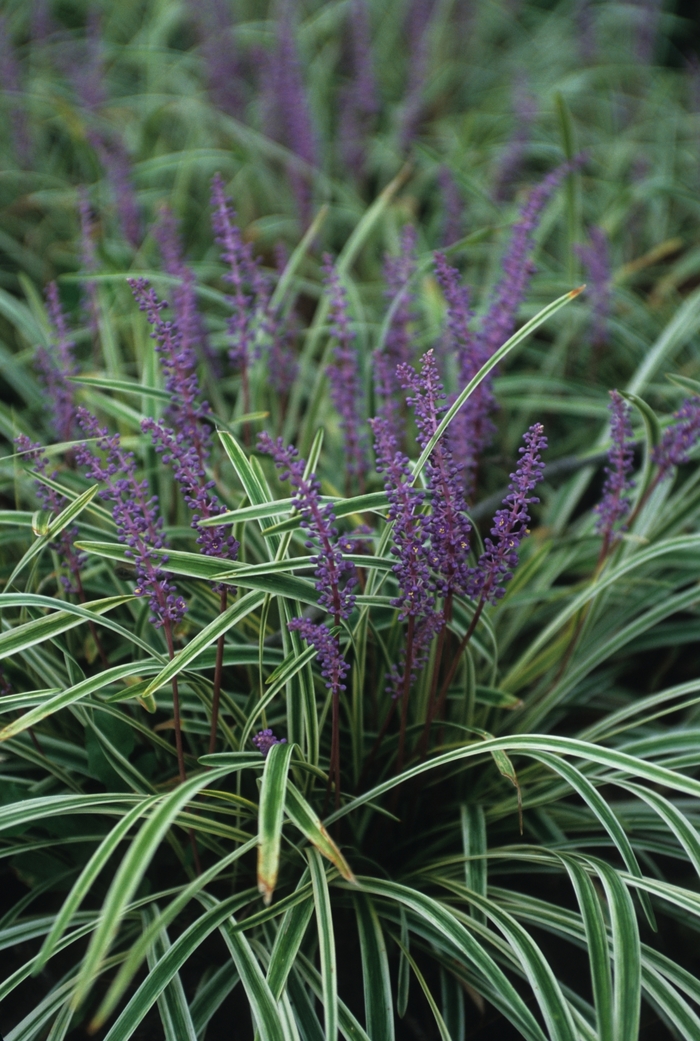 Liriope - 'Variegated' from WNLKG Wildwood Nursery LKG