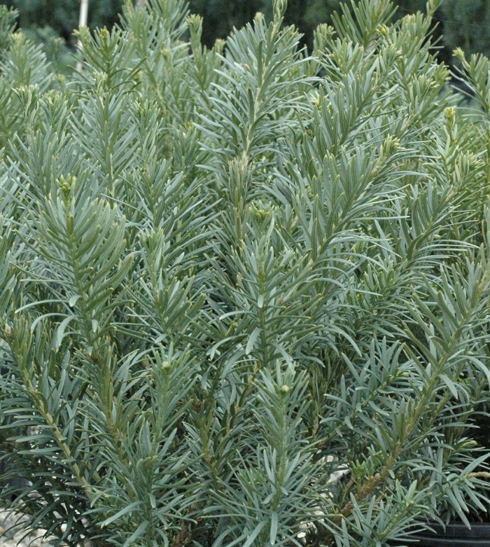 Japanese Plum Yew - 'Fastigiata' from WNLKG Wildwood Nursery LKG