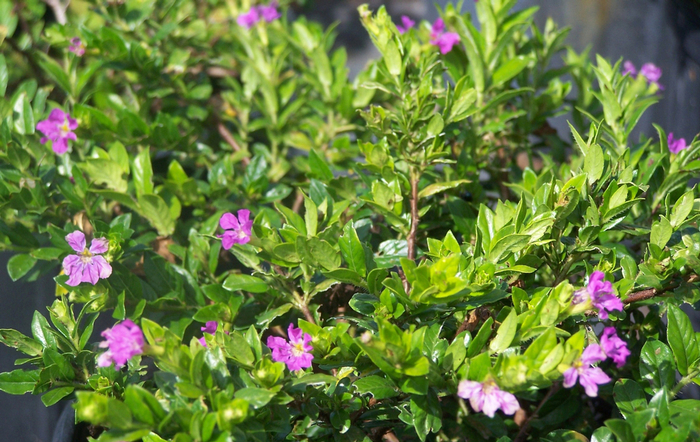 Mexican Heather - from WNLKG Wildwood Nursery LKG