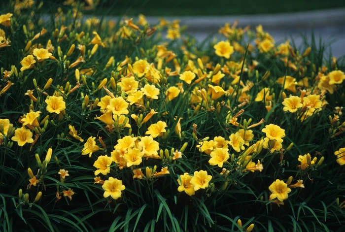 Daylily Stella D'Oro - Hemerocallis (Daylily) from WNLKG Wildwood Nursery LKG