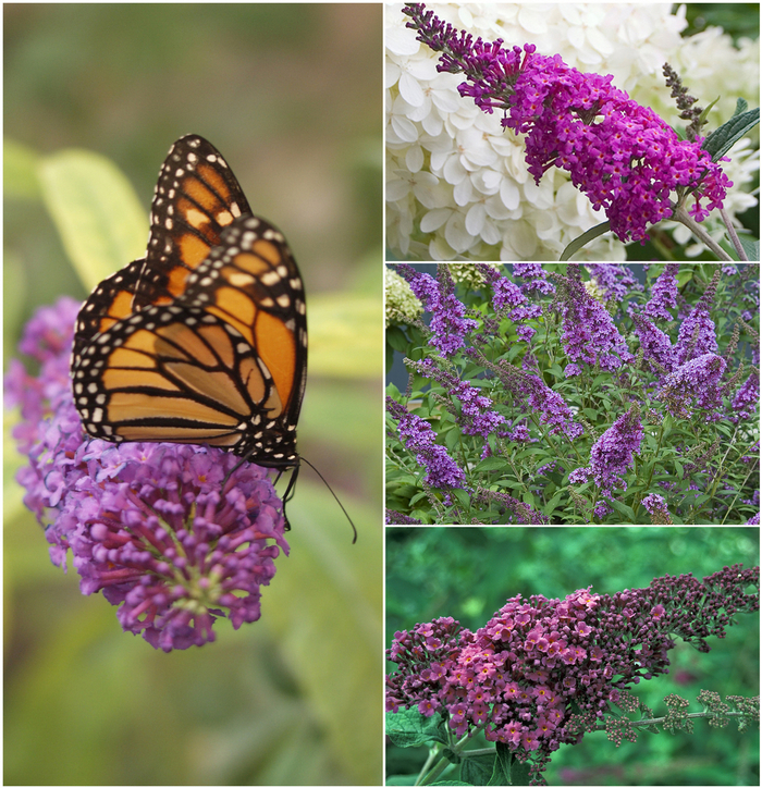 Butterfly Bush - Buddleia - Multiple Varieties from WNLKG Wildwood Nursery LKG