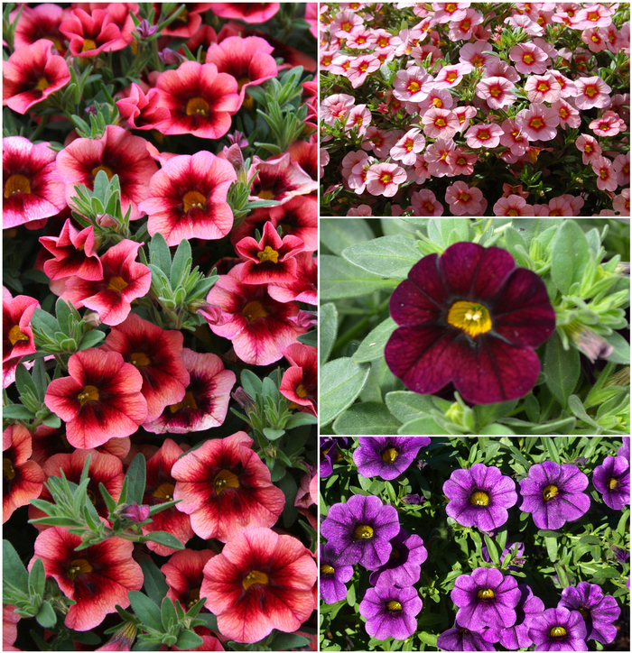 Million Bells - Asst. Colors Hanging Basket from WNLKG Wildwood Nursery LKG