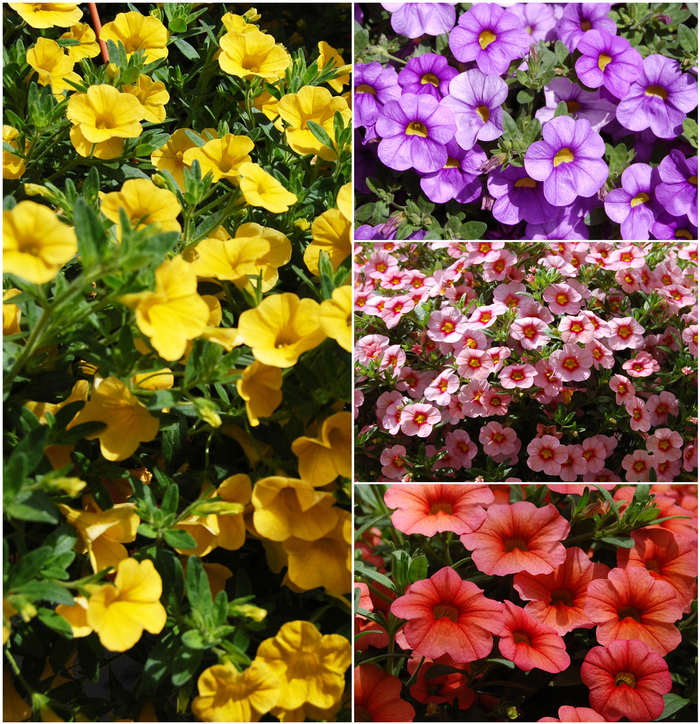 Million Bells 'Aloha' Variety - Multiple Colors from WNLKG Wildwood Nursery LKG