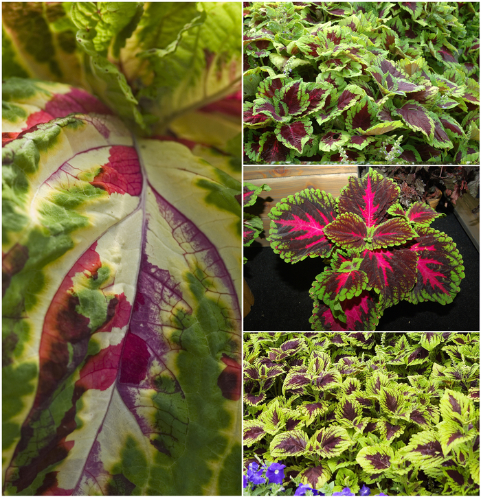 Coleus 'Kong' Variety - Multiple Colors from WNLKG Wildwood Nursery LKG