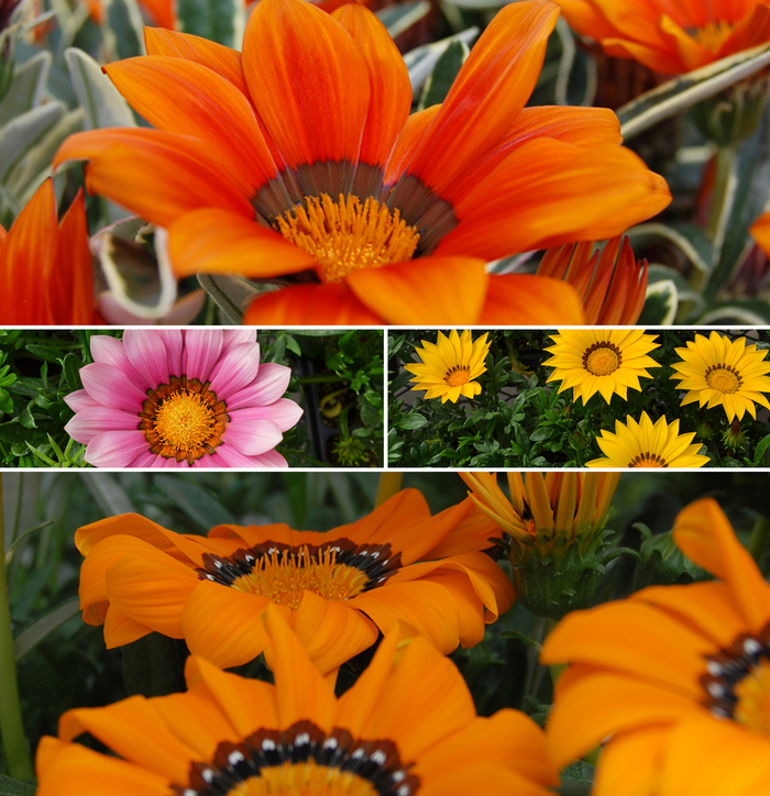 Gazania - multiple varieties from WNLKG Wildwood Nursery LKG