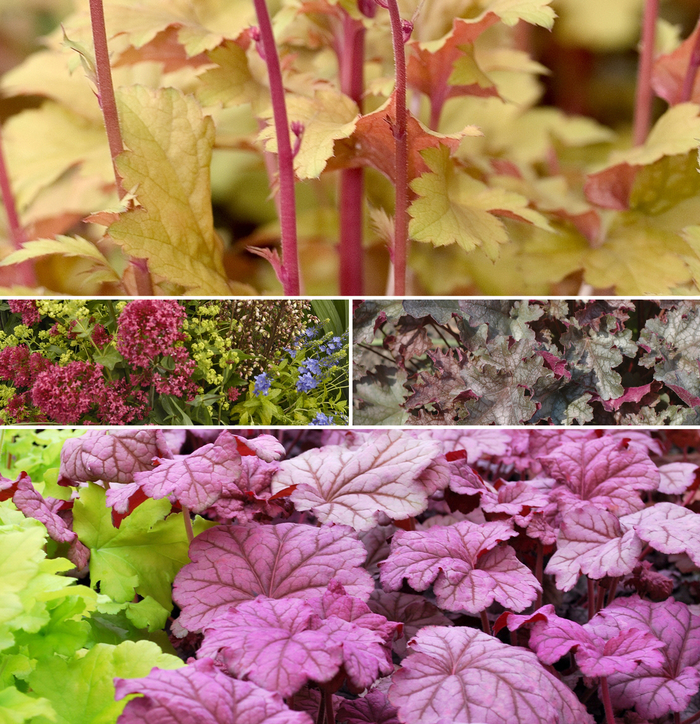 Heuchera Coral Bells - Assorted Varieties from WNLKG Wildwood Nursery LKG