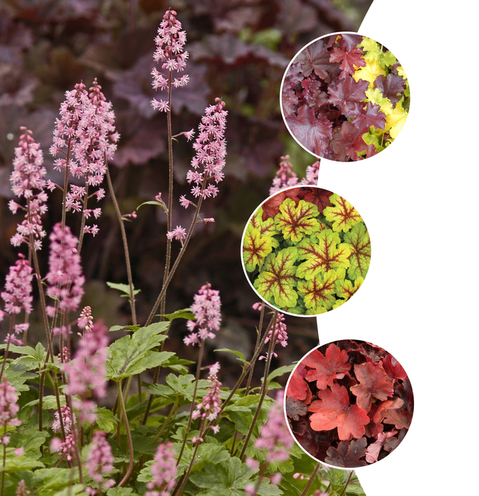 Heucherella 'foamy bells' - assorted varieties from WNLKG Wildwood Nursery LKG