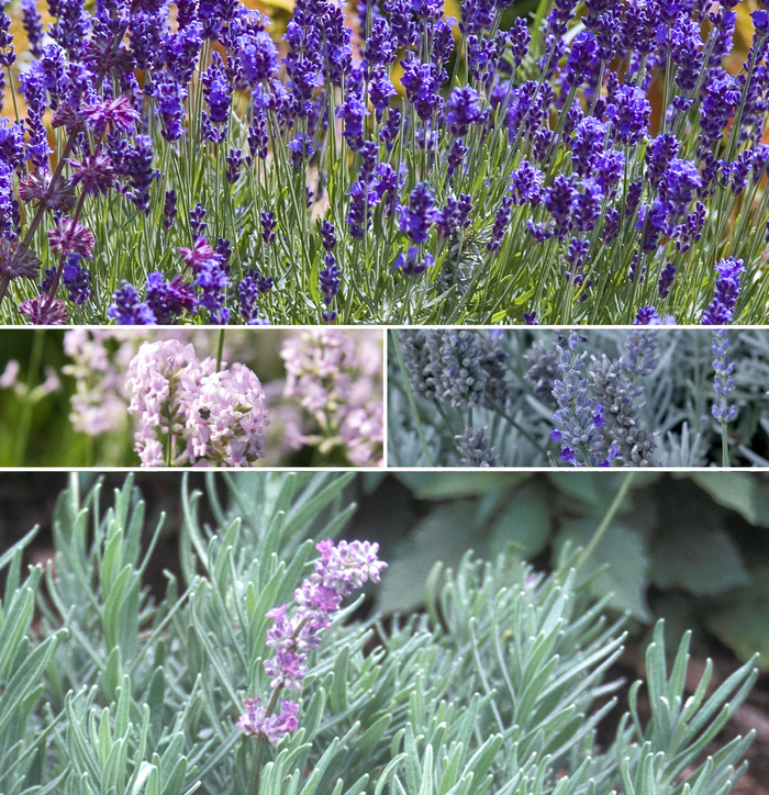 Lavender - Multiple Varieties from WNLKG Wildwood Nursery LKG