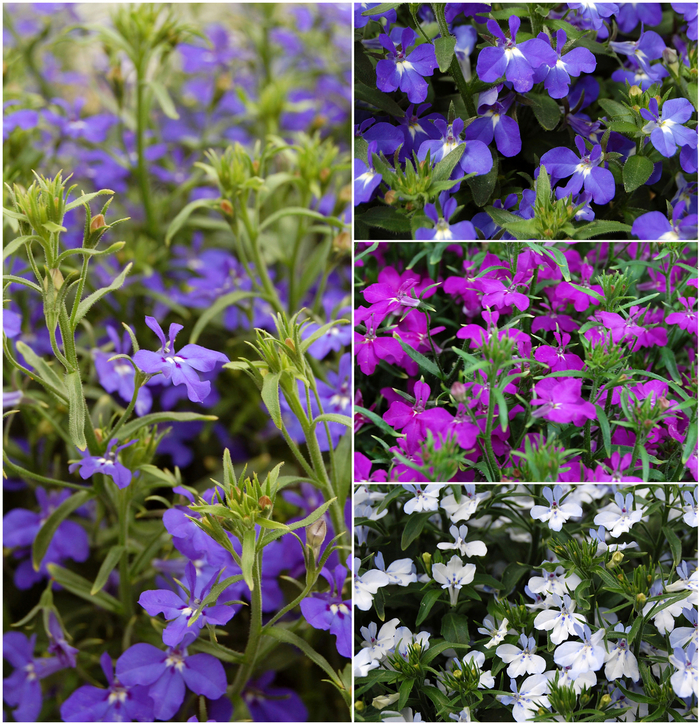 Lobelia 'Techno®' Variety - Multiple Colors from WNLKG Wildwood Nursery LKG