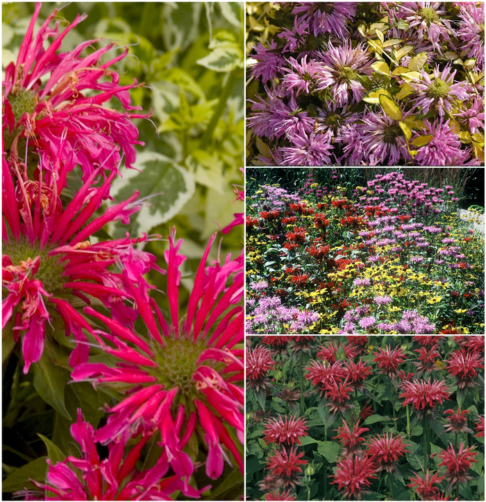 Bee Balm - Multiple Varieties from WNLKG Wildwood Nursery LKG