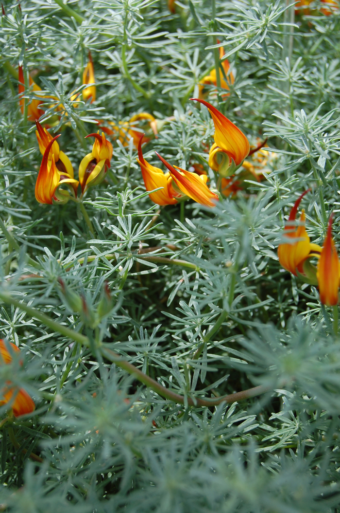 Parrot's Beak - Lotus vine from WNLKG Wildwood Nursery LKG