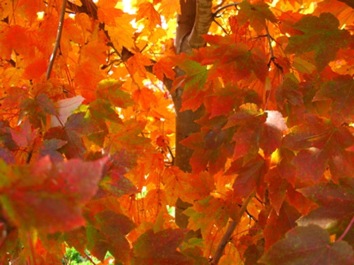'October Glory' Red Maple - Acer rubrum from WNLKG Wildwood Nursery LKG