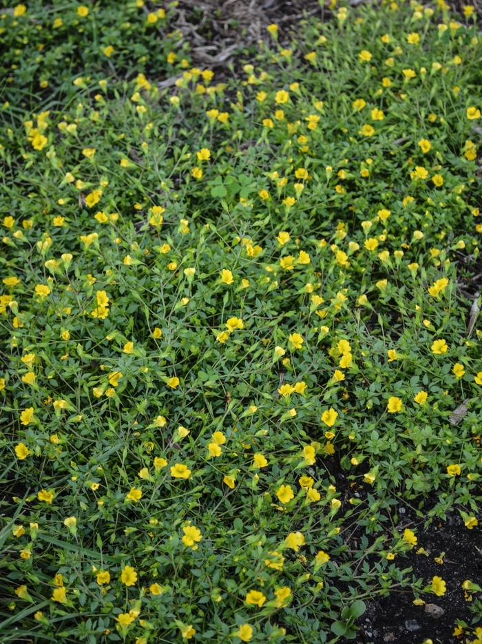 Mecardonia - 'Magic Carpet™' Yellow from WNLKG Wildwood Nursery LKG